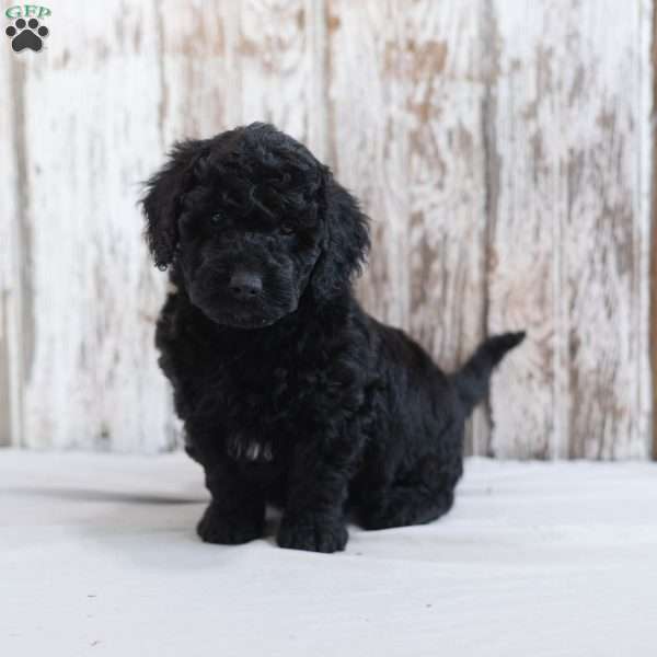 Hayes, Mini Labradoodle Puppy